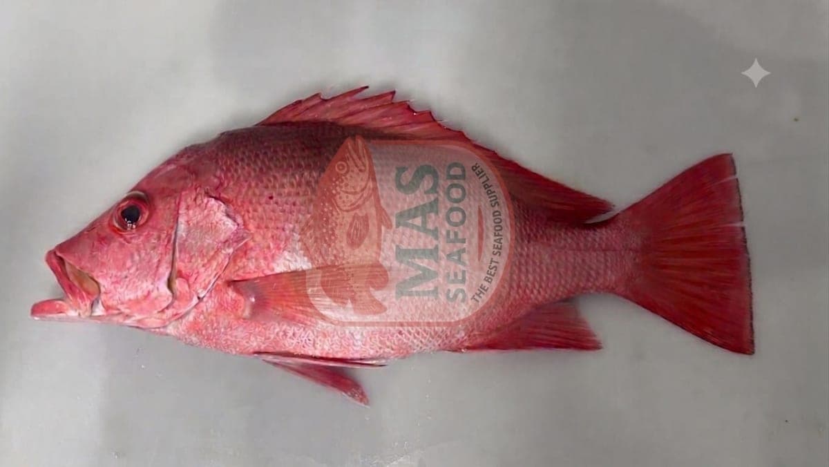 RED SNAPPER